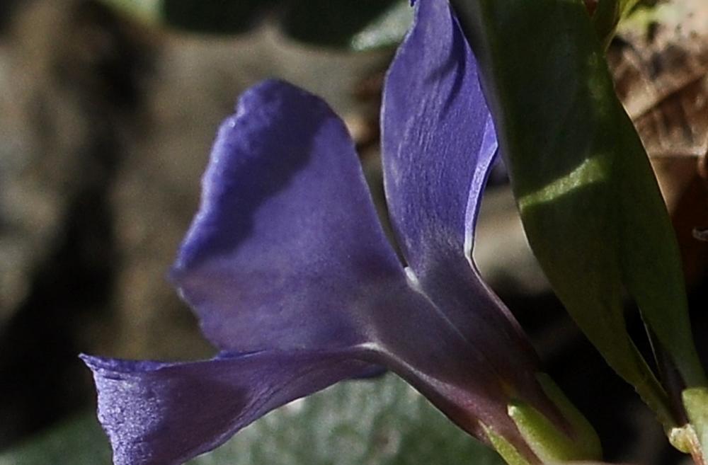 vinca_minor_fleur2