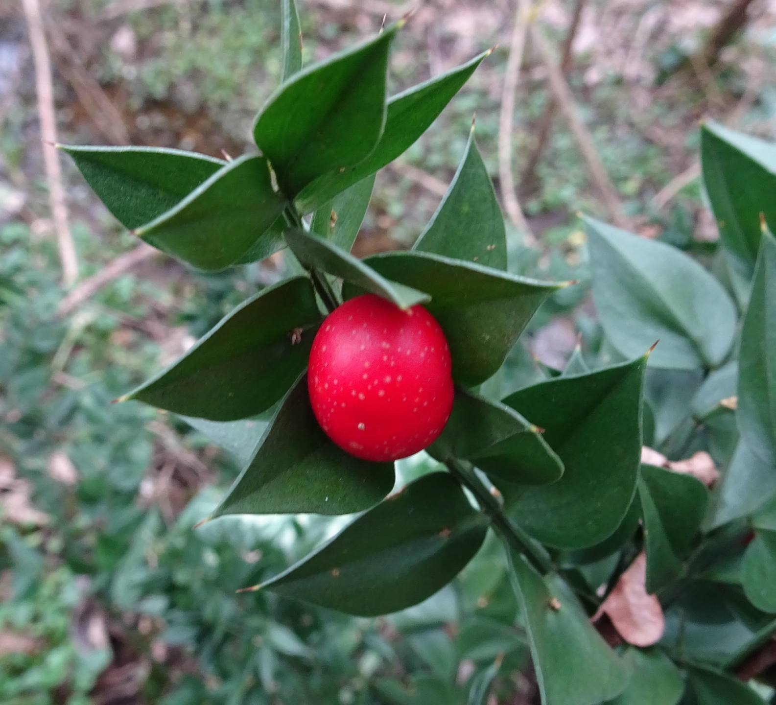 Fruit