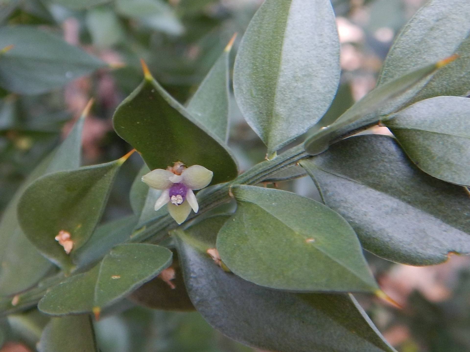 Fleur sur un cladode.