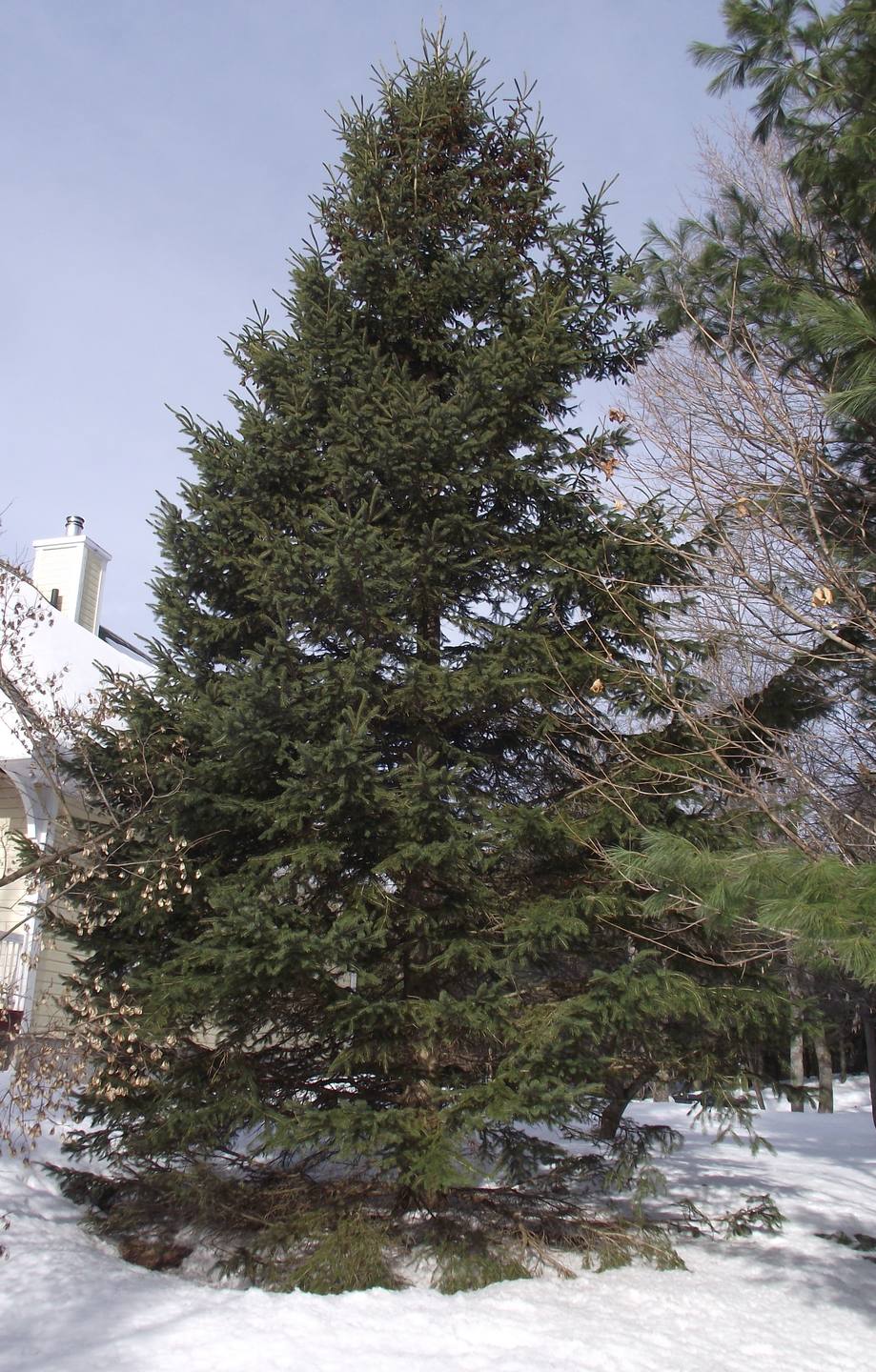 Épinette majestueux