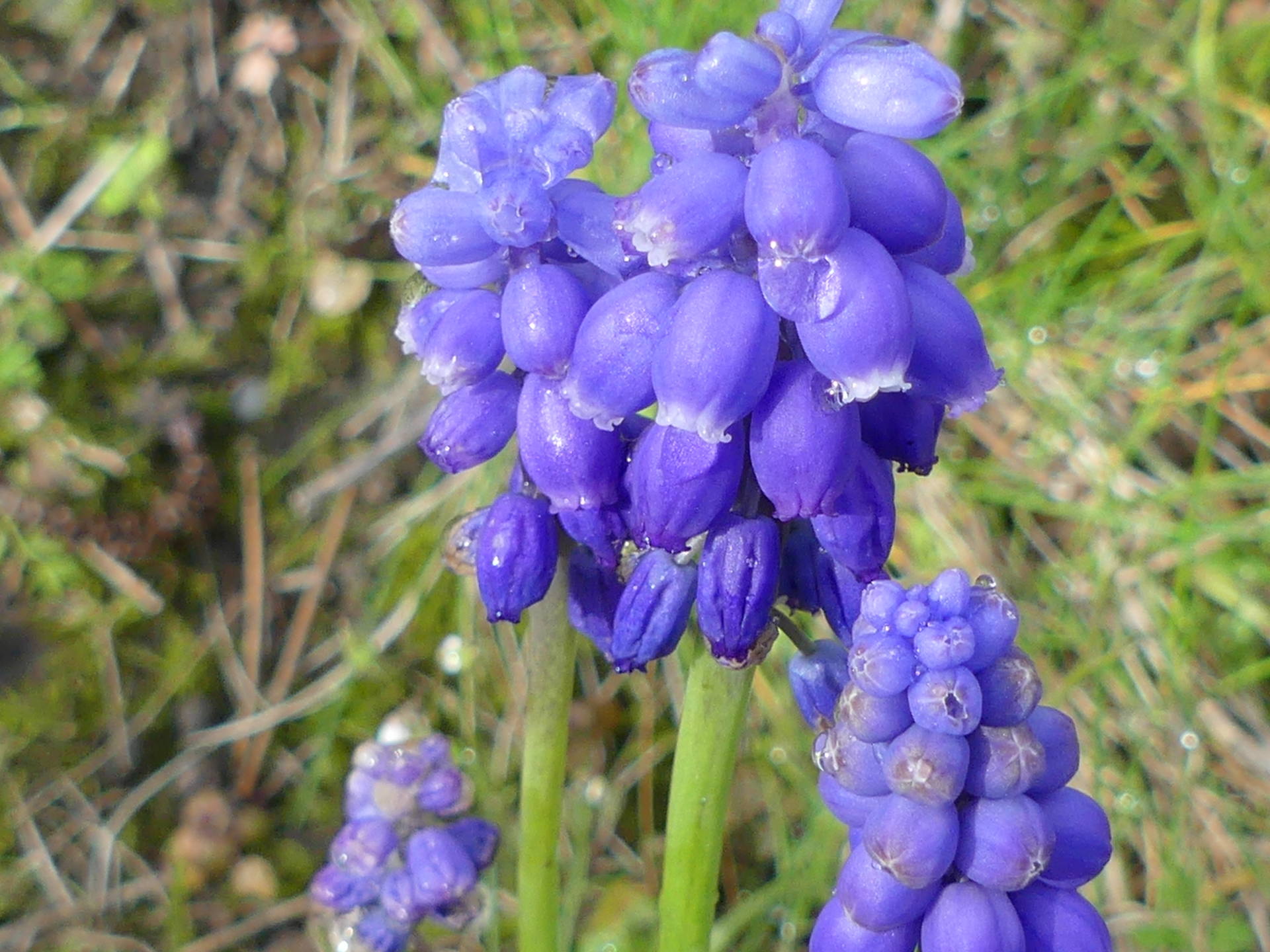 Muscari négligé