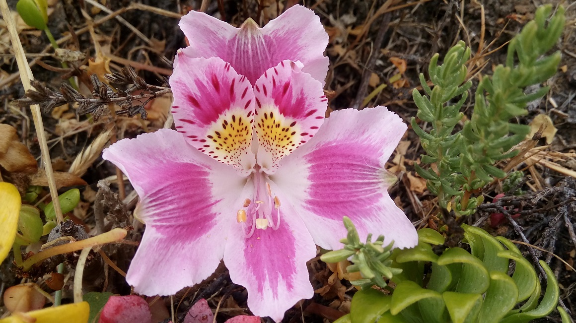 feuilles de l'alstroemeria pelegrina