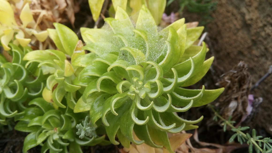 feuilles de l'alstroemeria pelegrina