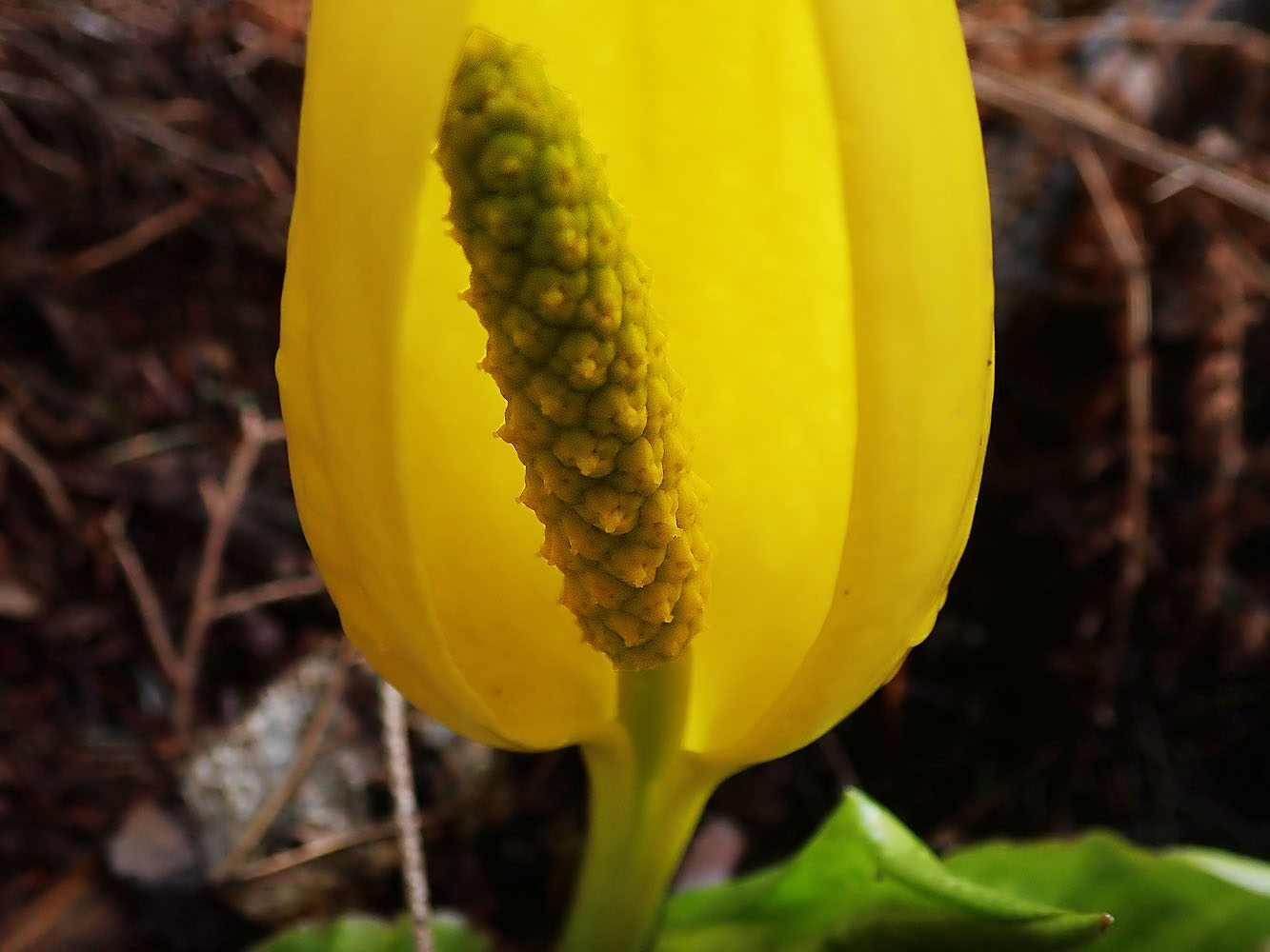 Lysichiton américain (Lysichiton americanus) - Feuilles