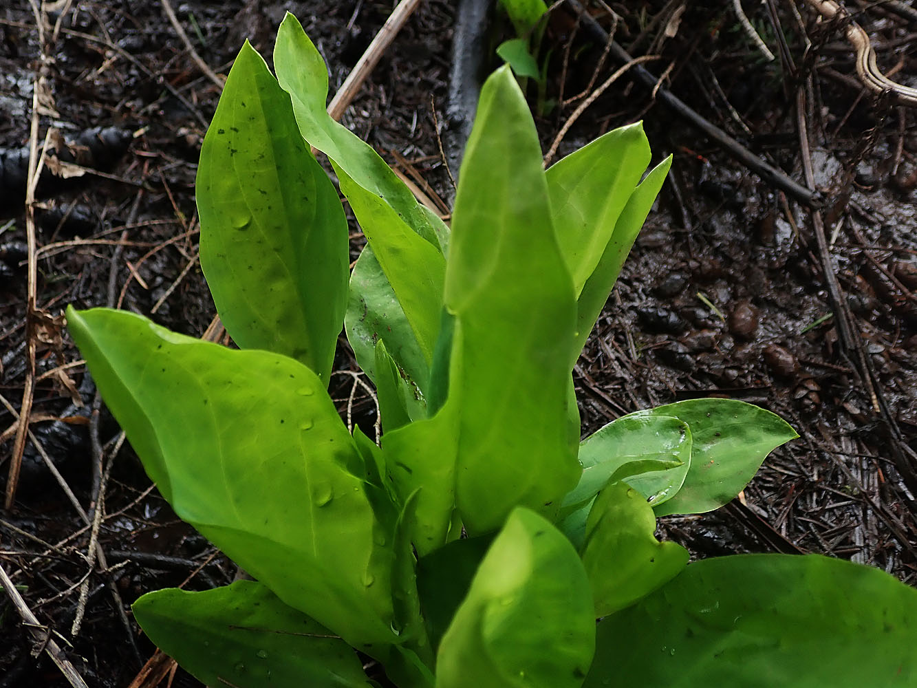 Lysichiton américain (Lysichiton americanus) - Feuilles