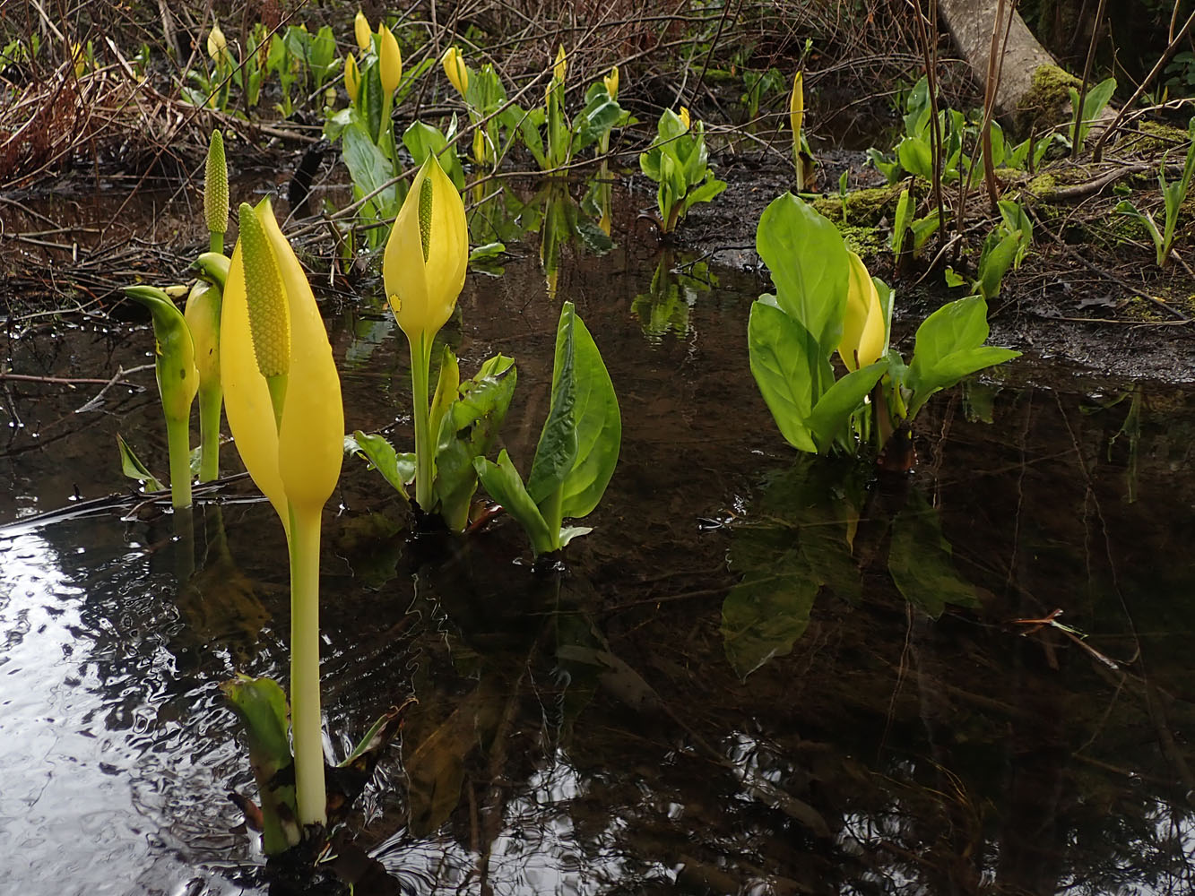 Lysichiton américain (Lysichiton americanus)