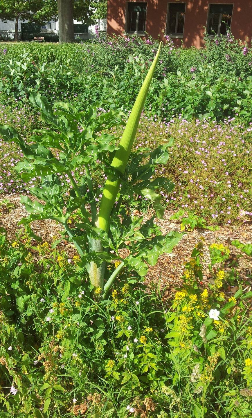 Gouet serpentaire n°1