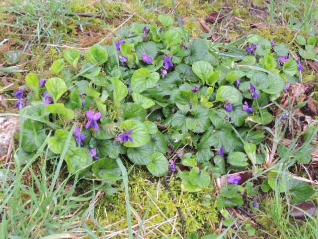 Violettes au jardin, fleurs bleues, feuilles rondes