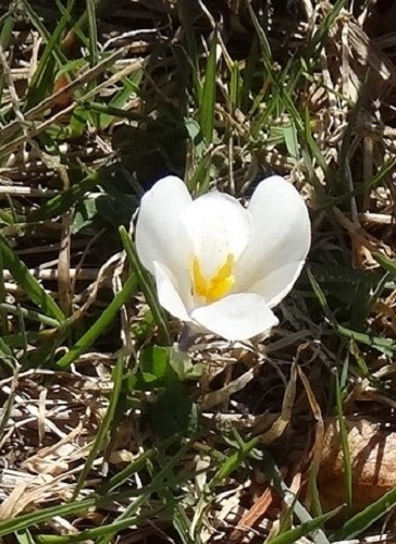 Crocus vernus de côté