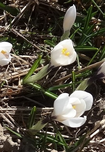 Crocus Vernus de dessus, oblique