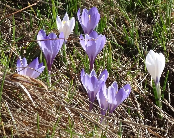 Crocus vernus mauve et blancs