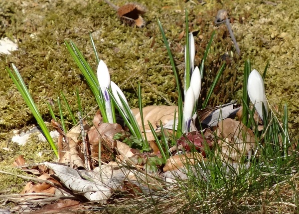 Crocus vernus bouton