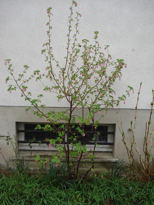 Ribes sanguineum, vue générale