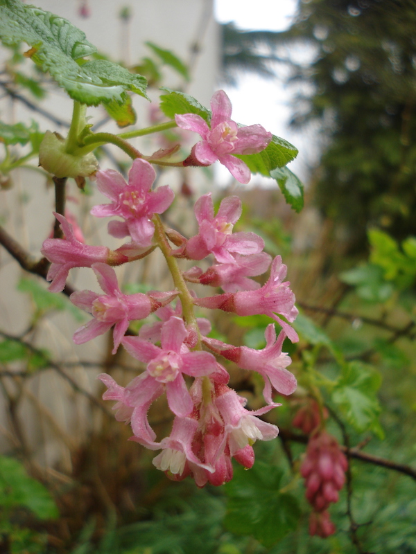 Ribes sanguineum, vue rapprochée des fleurs