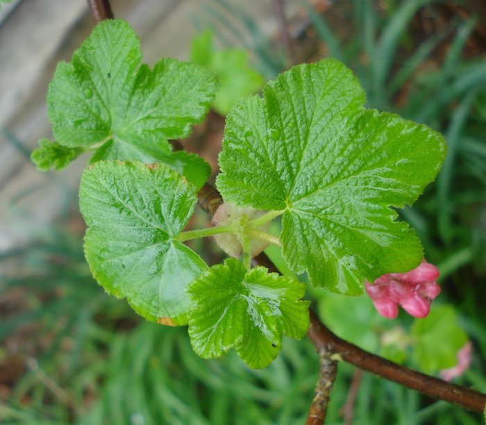 Ribes sanguineum, feuilles