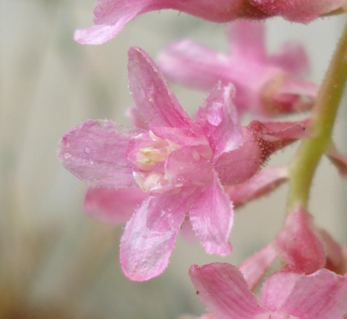 Ribes sanguineum, zoom fleur