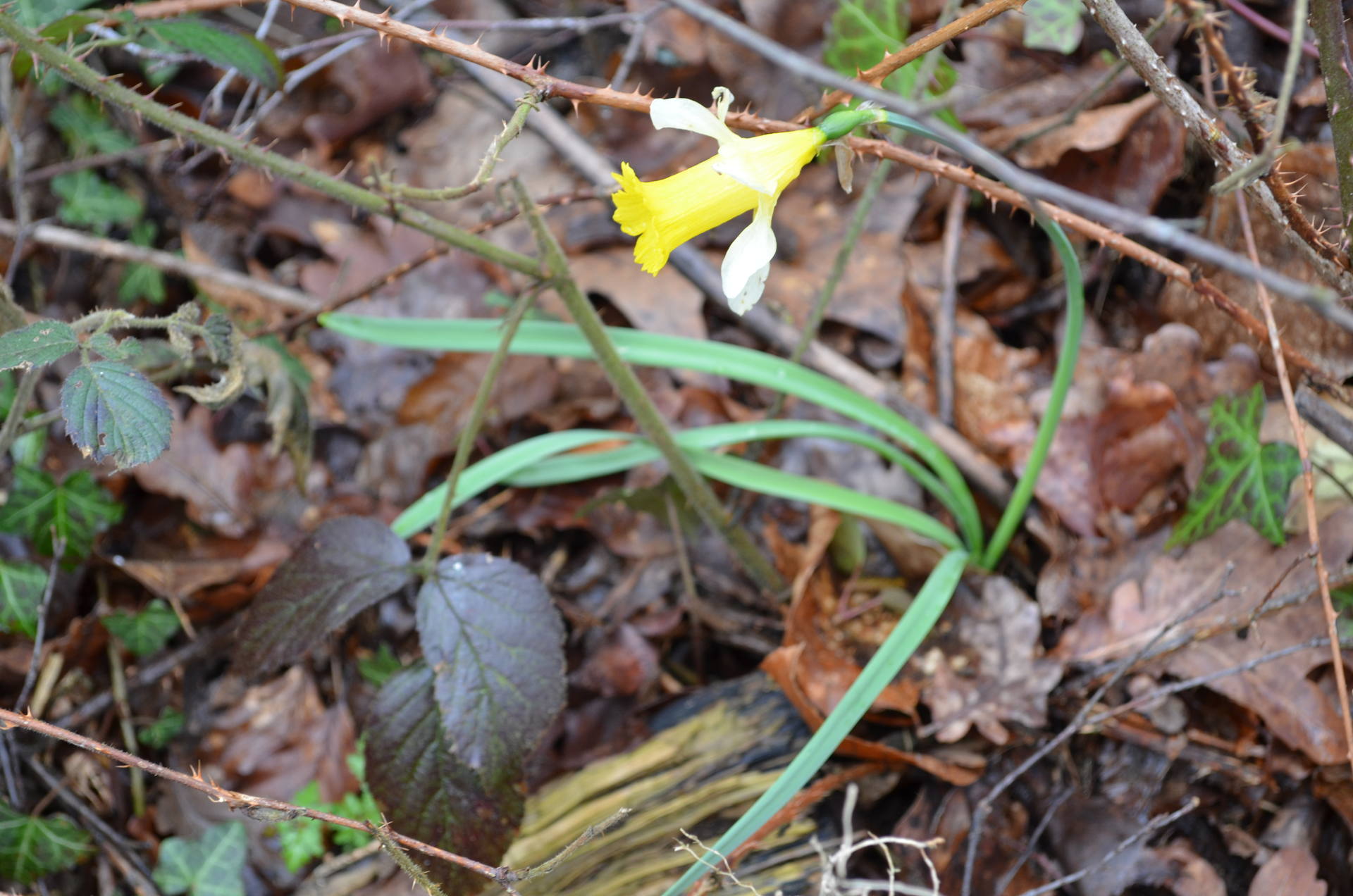 Fleur jeune petales exterieures blancs