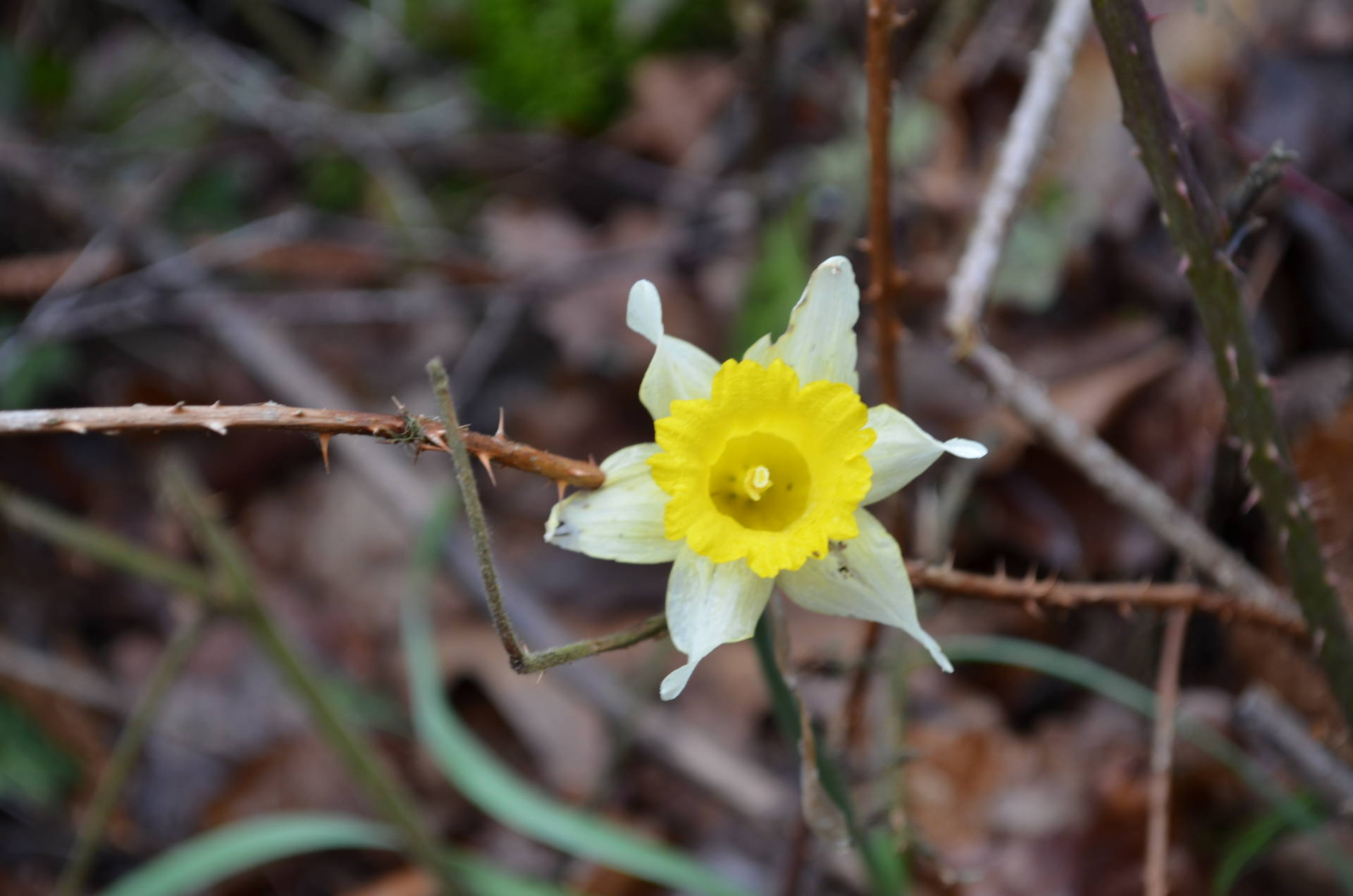 Fleur jeune petales exterieures blancs