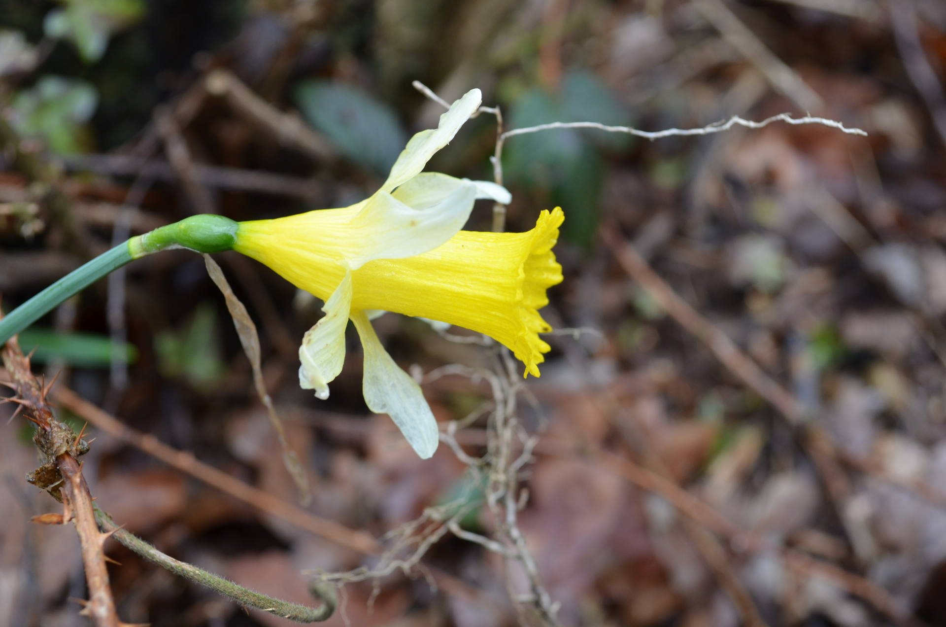 Fleur jeune petales exterieures blancs