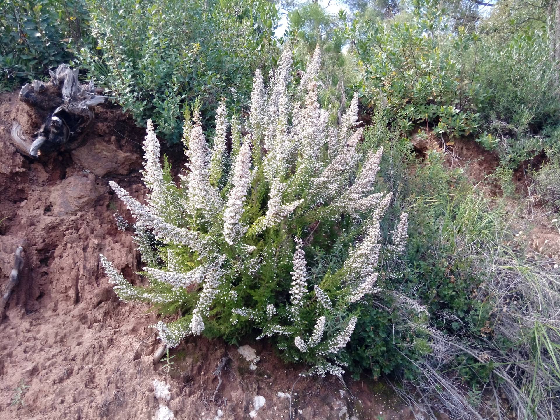 Bruyère arborescente