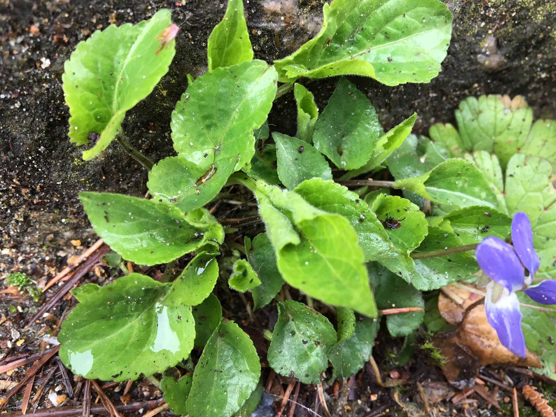 Premières violettes vues à Caluire dans le Rhône