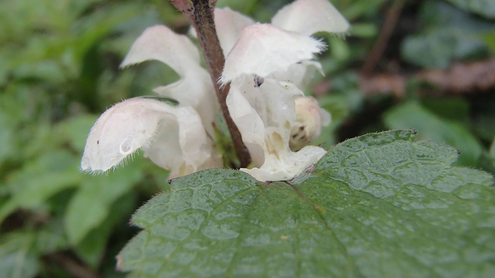 petite curonne de clochettes blanches au dessus des feuilles et accrochées à la tige.
