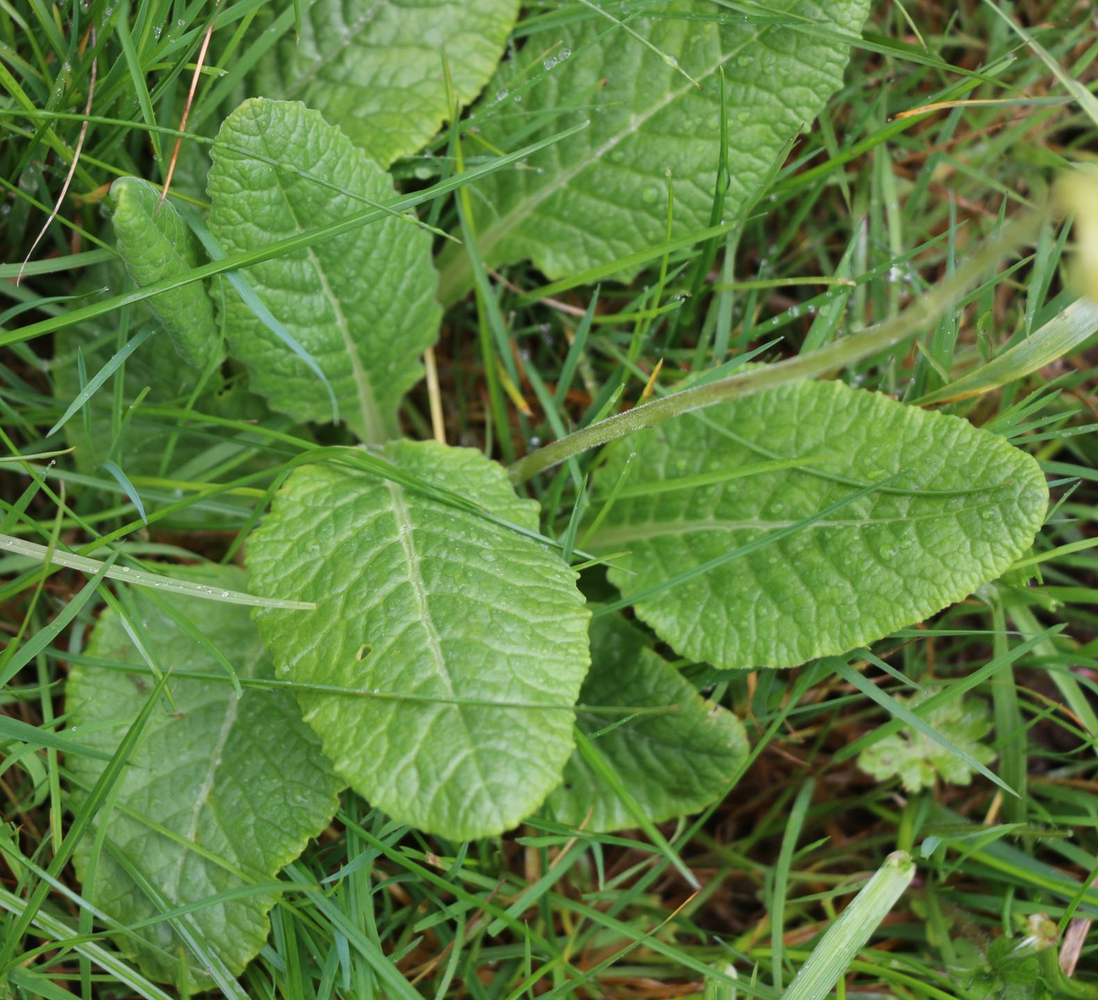 feuilles de primula véris