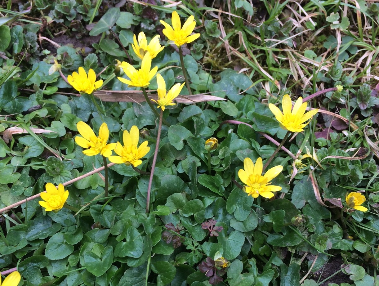 Ficaire vue d'ensemble parmi des carex
