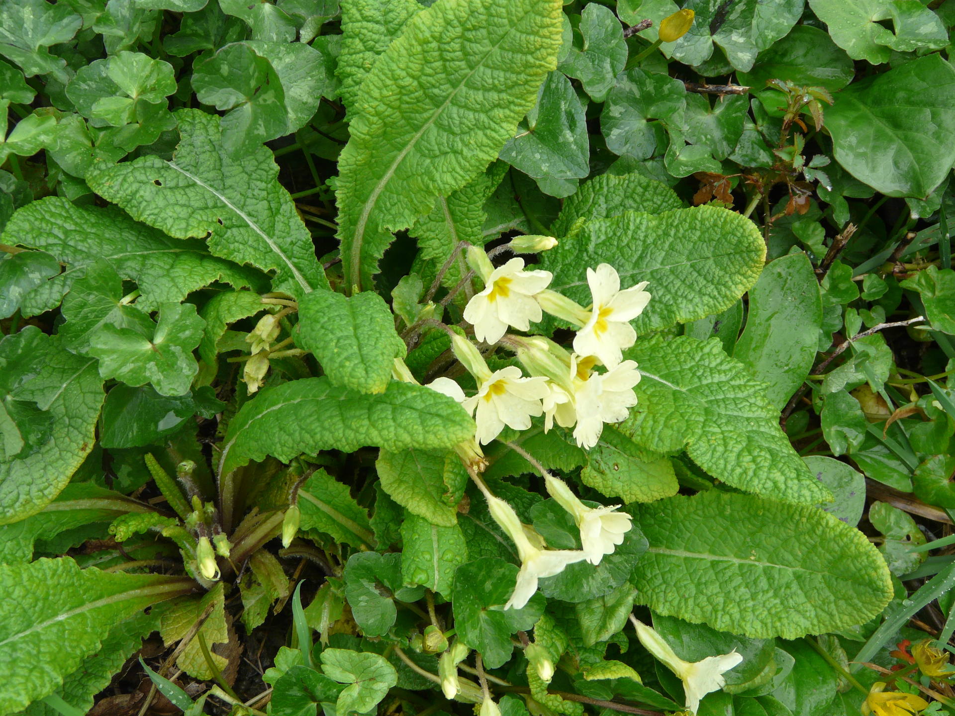 Primevère sur un tallus dans le Poitou