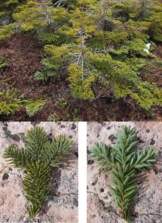 Abies balsamea 1