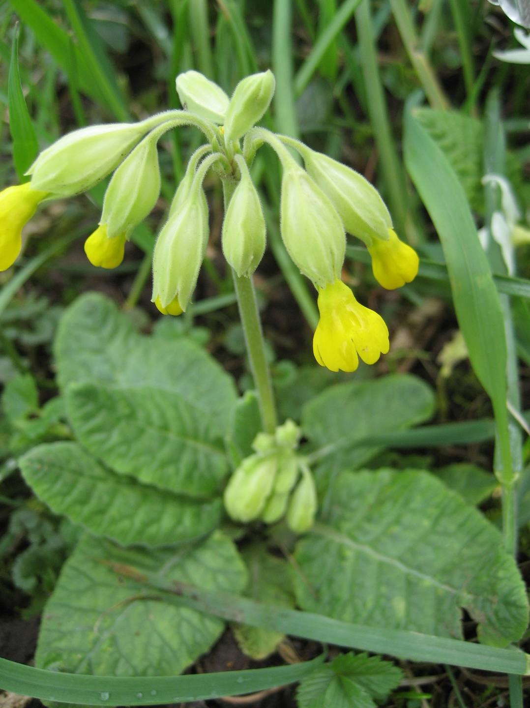 coucou plante entiere