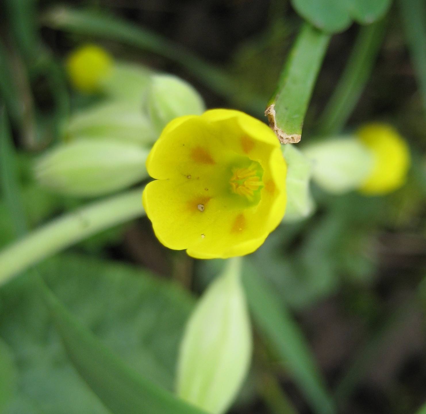 gros plan sur la fleur