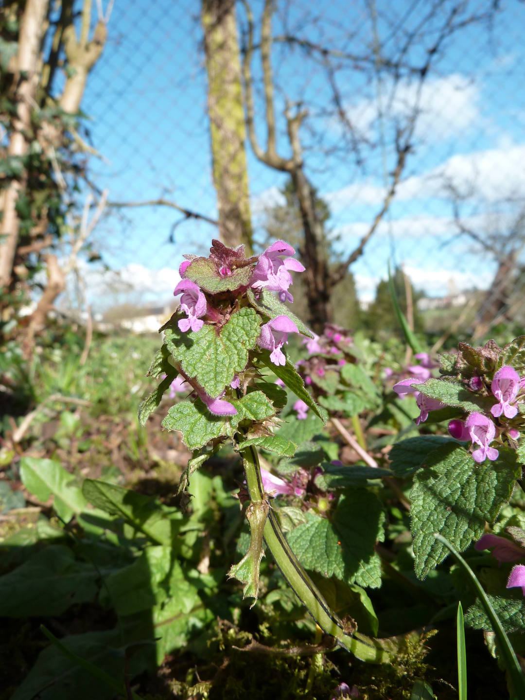 Lamier détail tige et inflorescence