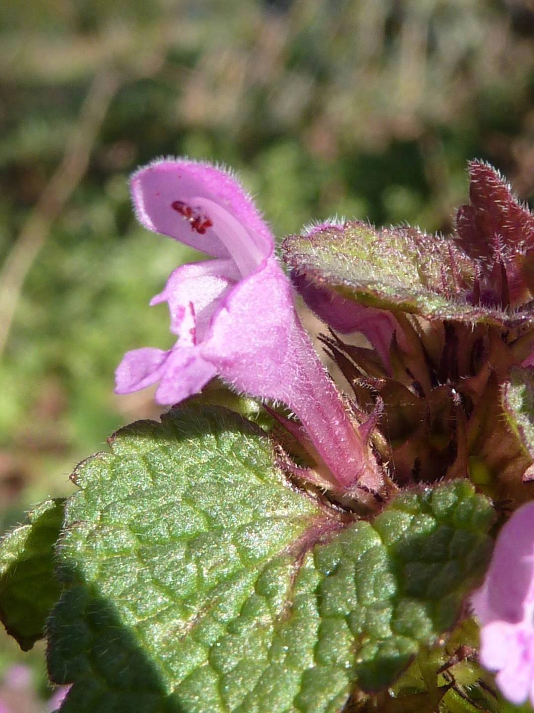 Lamier détail fleur