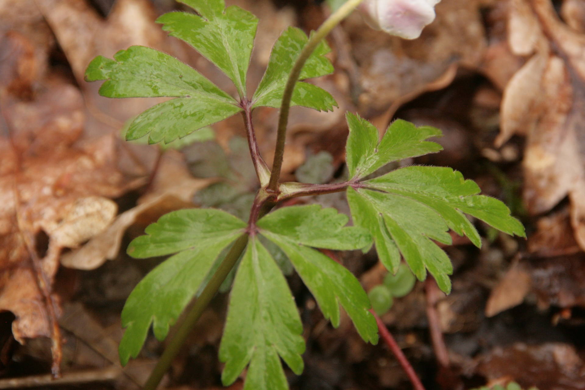 3 feuilles disposées autour de la tige