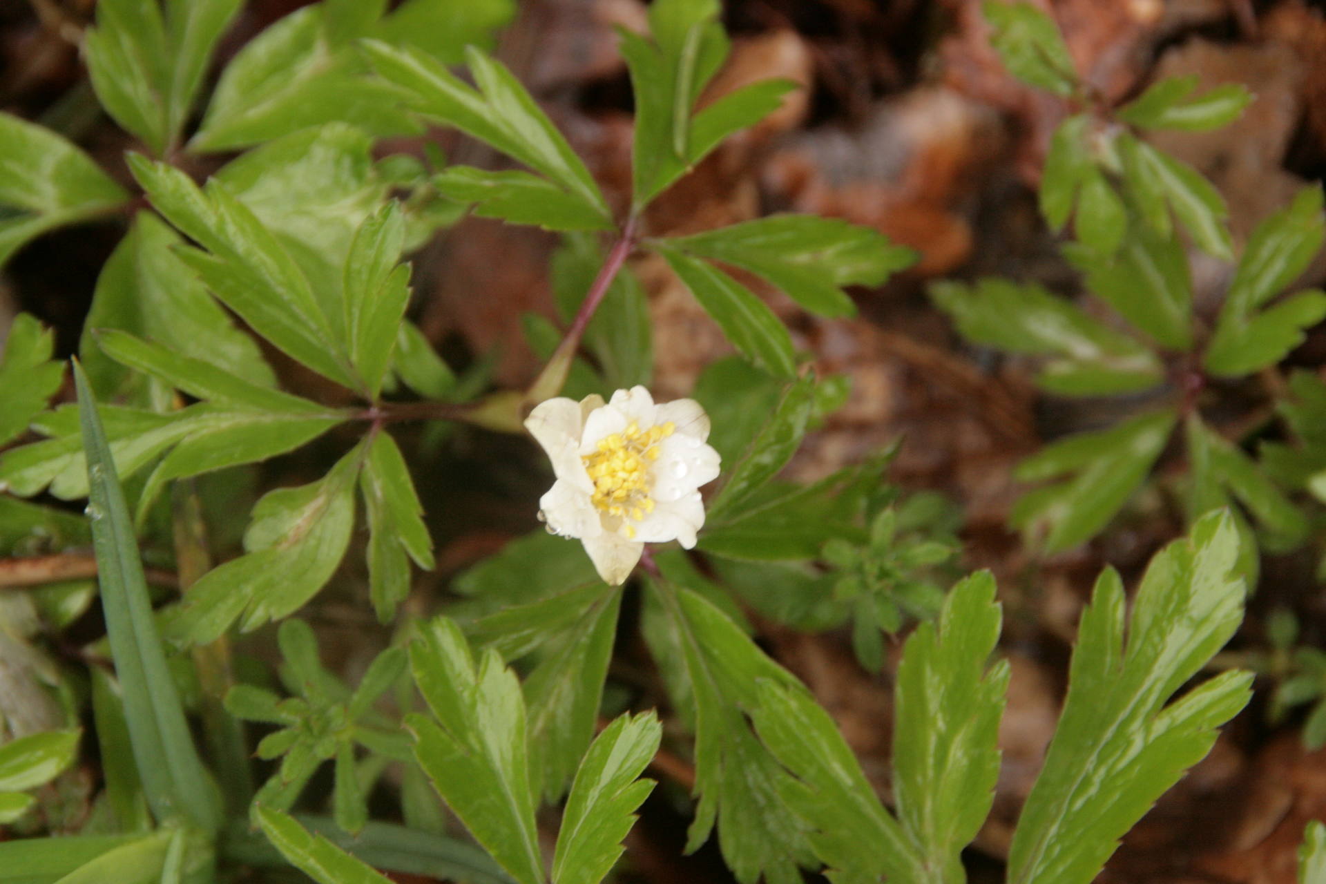fleur anémone sylvie