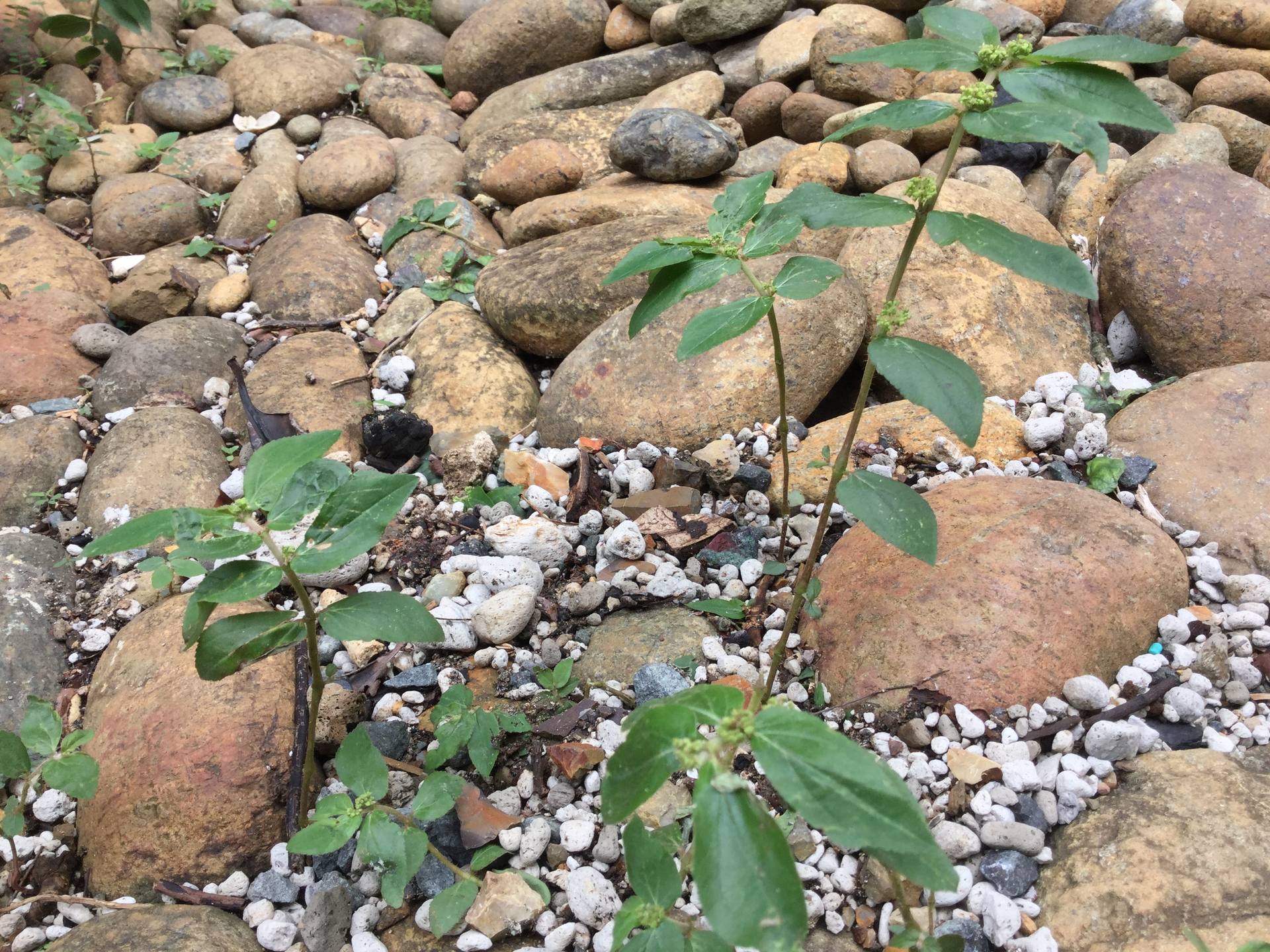 Rougette vue globale