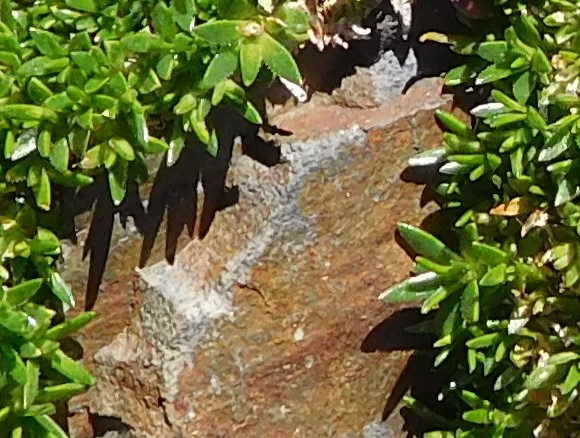 Silène acaule feuille