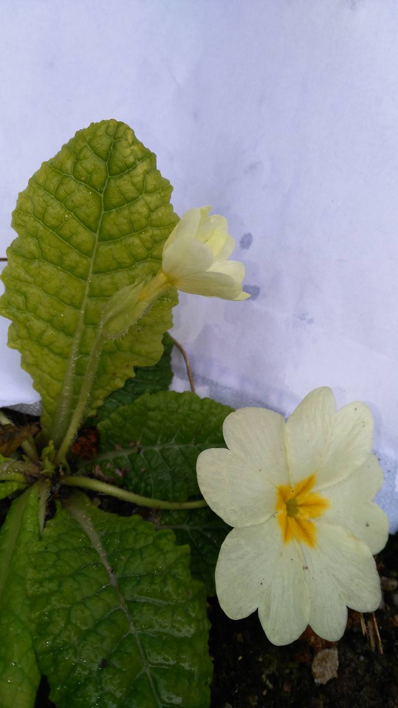 il s'agit d'une primevère de couleur blanche
