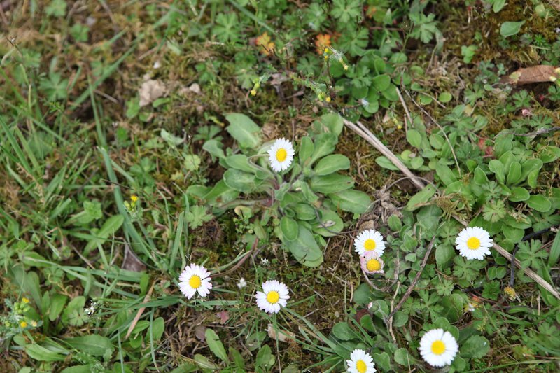 Paquerette - Bellis perennis - Asteracees - Stsulpice 81