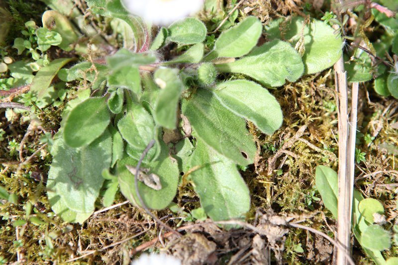 Feuilles - Paquerette - Bellis perennis - Asteracees - Stsulpice 81