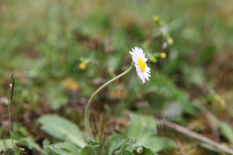 Tige - Paquerette - Bellis perennis - Asteracees - Stsulpice 81