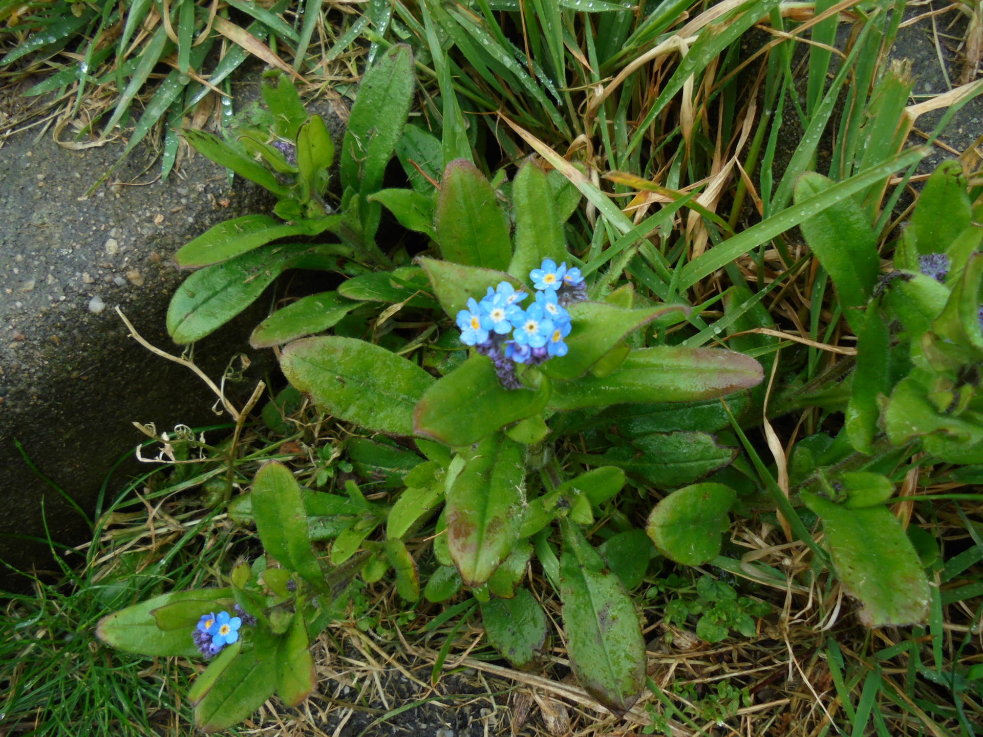 buglosse,vue globale, marche en bitume