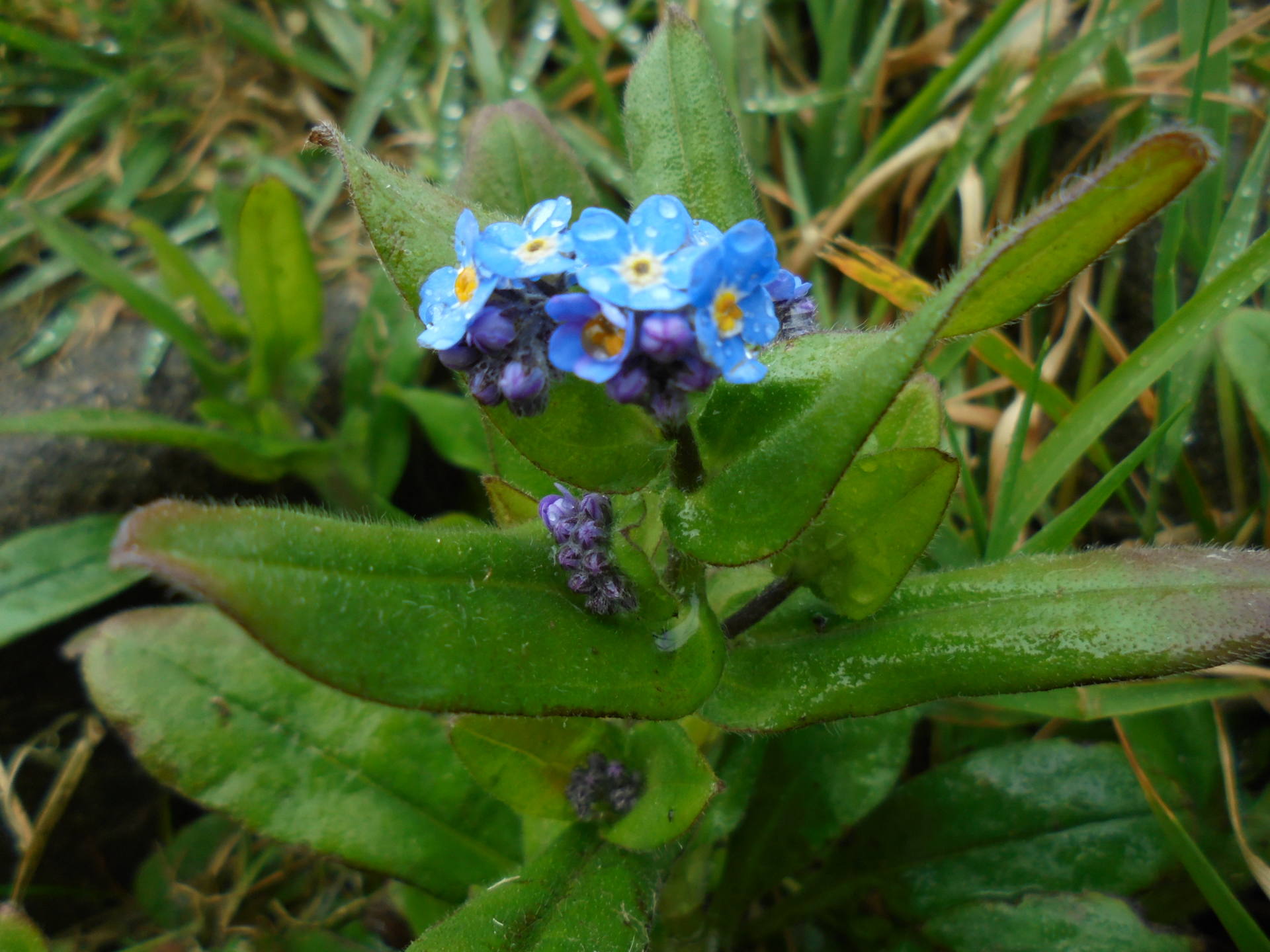 inflorescence buglosse