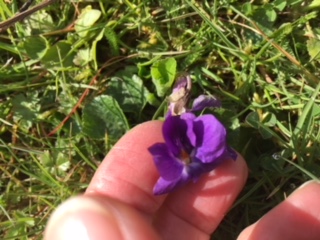 Violata odorata : la fleur