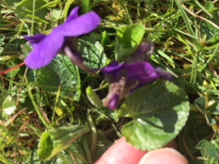 Violata odorata : la feuille