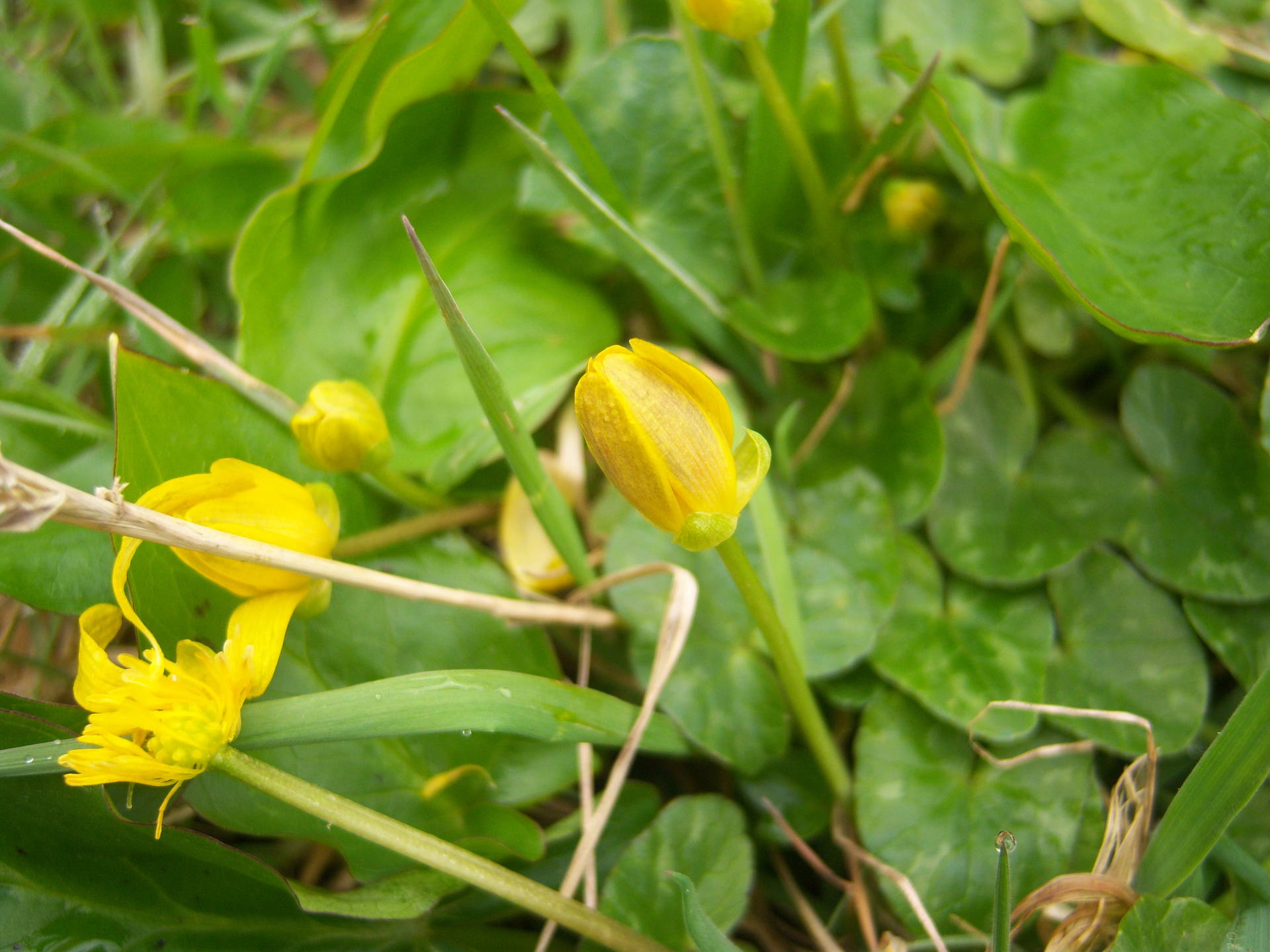 fleur de 8 a 12 petales etroits