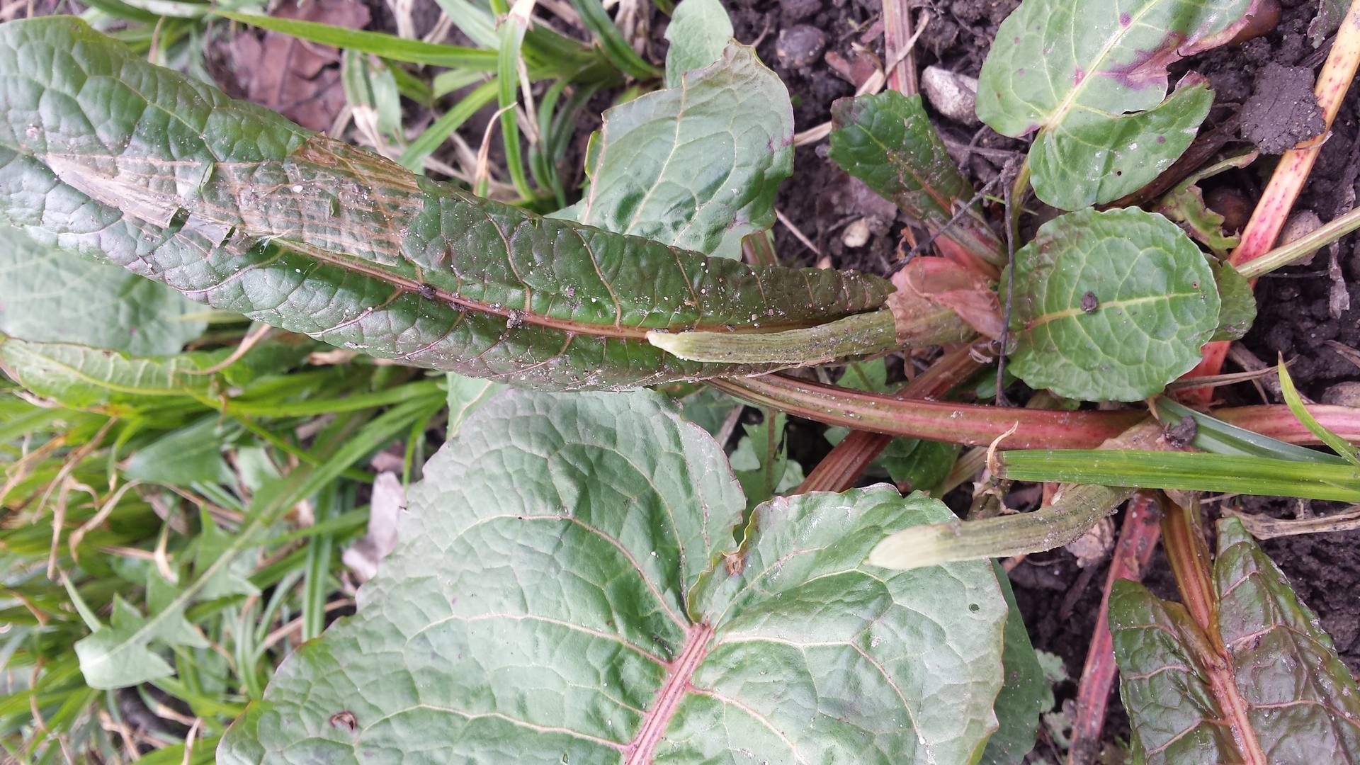 plante inconnue vue de près