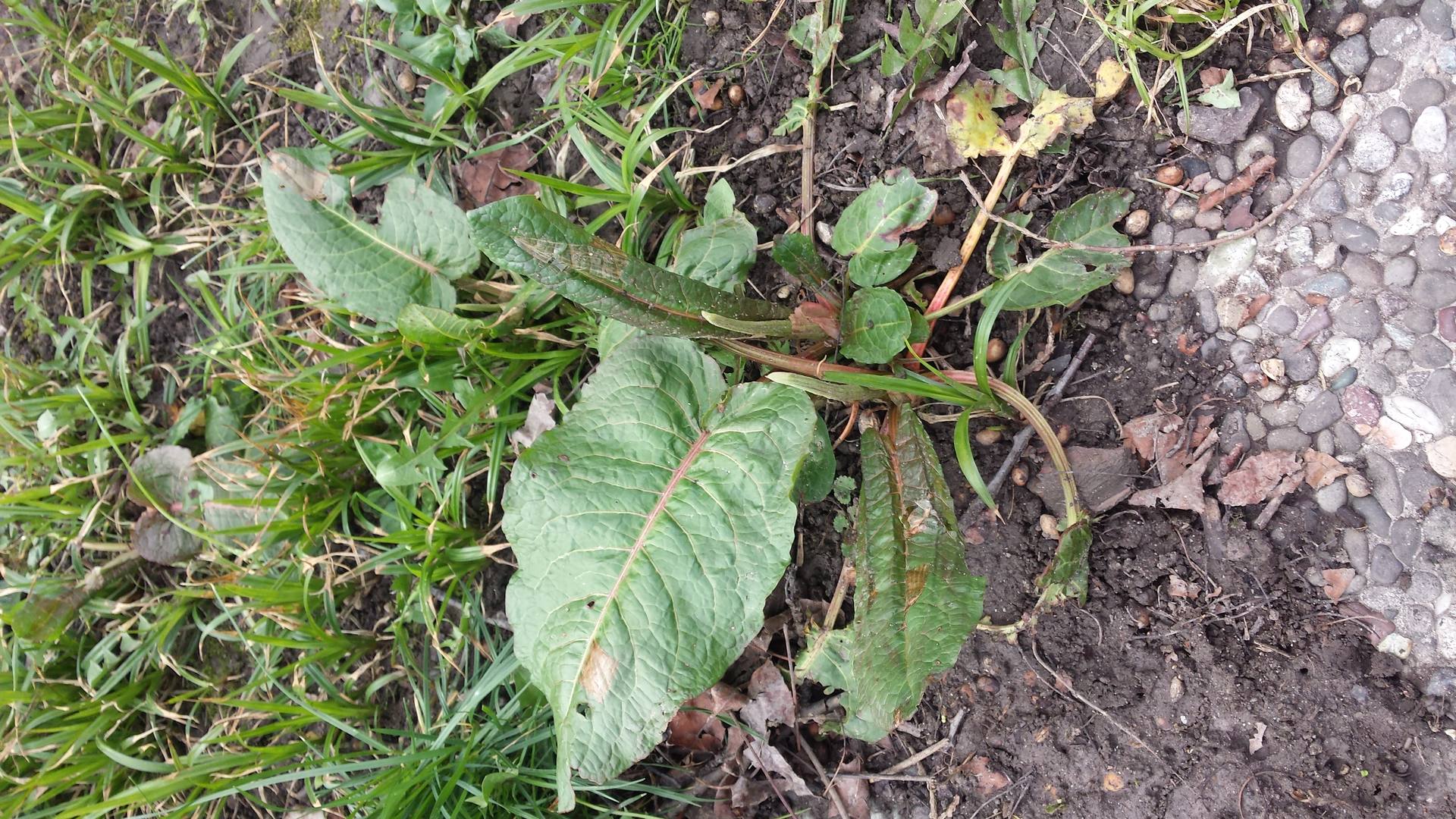 plante inconnue vue d'ensemble