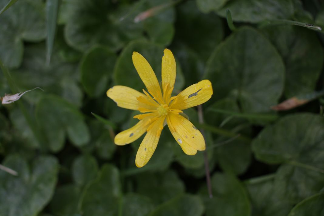 ficaria ranunculoides